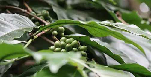 How to Make Green Coffee Bean Extract Powder?